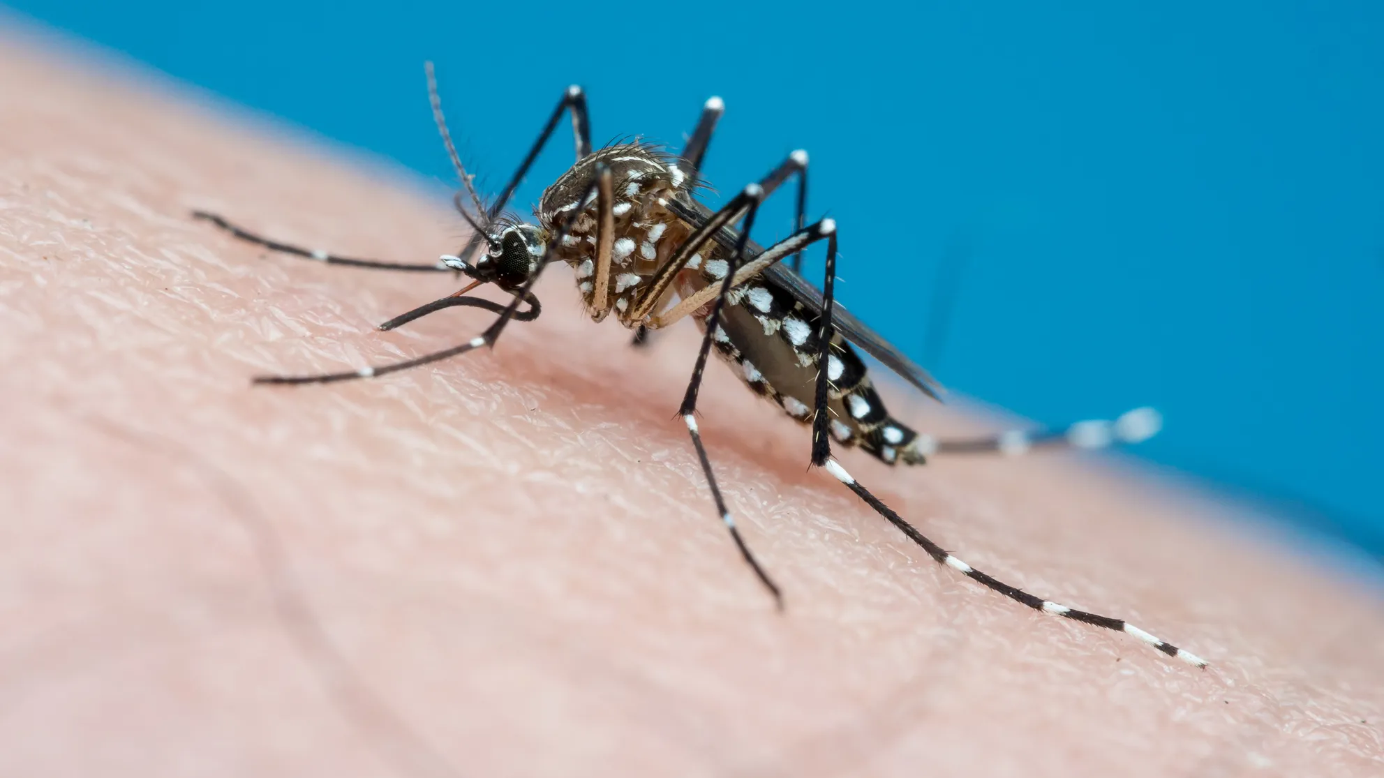 Dra Andrea Villalba- Jefa de Infectología Hospital Lencinas “Tenemos el virus del dengue en la provincia”