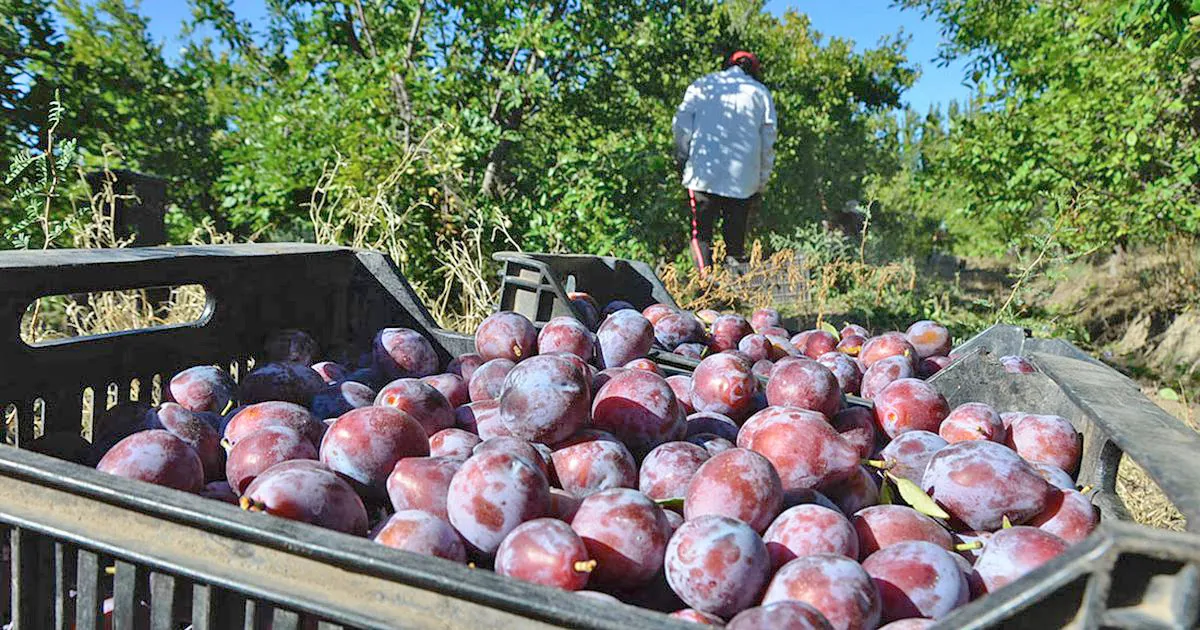 Juanjo Martinez- Periodista de San Rafael  – Se aguarda buena cosecha de fruta para industria